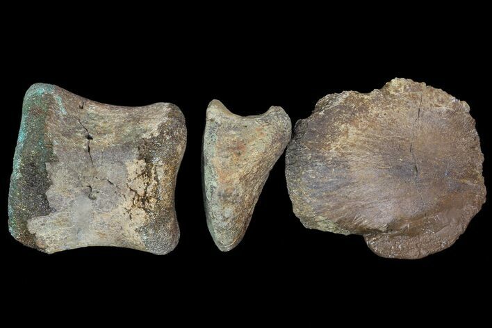 Composite Hadrosaur Finger - Alberta (Disposition #-) #71735